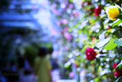 薔薇の園