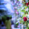 薔薇の園