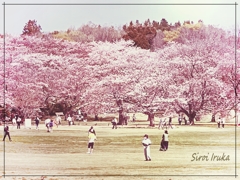 桜の季節