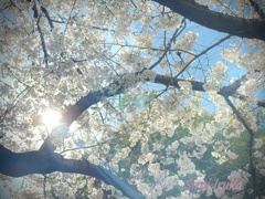 光と桜 1