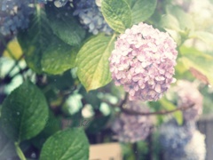 キュート　(*ฅ́˘ฅ̀*)♡