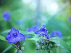 緑の輝き