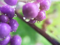 携帯マクロレンズ(100均)　6