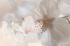 希望と光