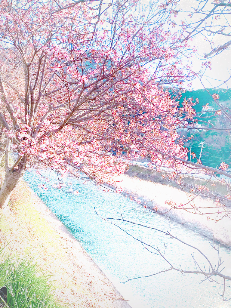 河津桜の可愛さ