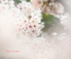 立ち止まってしまう美しさ(bﾟv`*)ﾍﾞﾘｰｸﾞｯﾁｮ♪