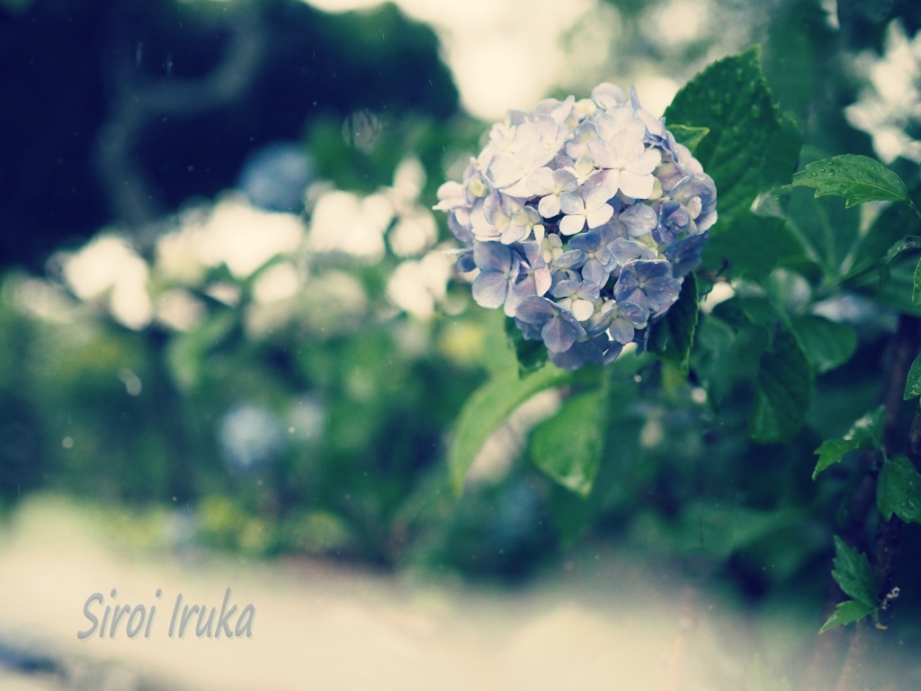 冷たい雨　気持ちいいなぁ　(,,• •,,)ｷｭﾝ♡