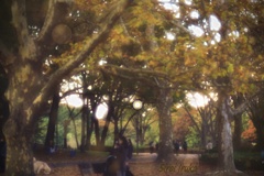 昭和記念公園　7　(秋の夕暮れ)