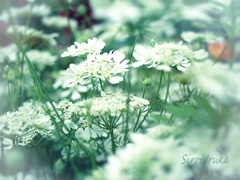 白い花の咲く頃
