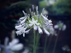 冷たい雨