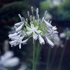 冷たい雨