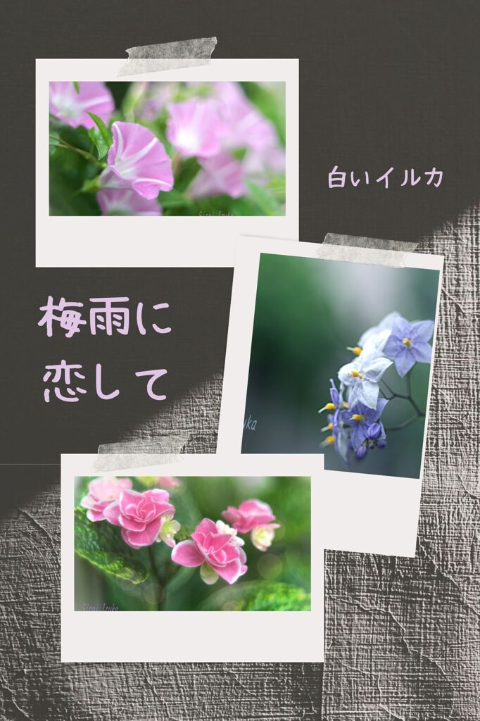梅雨に恋して