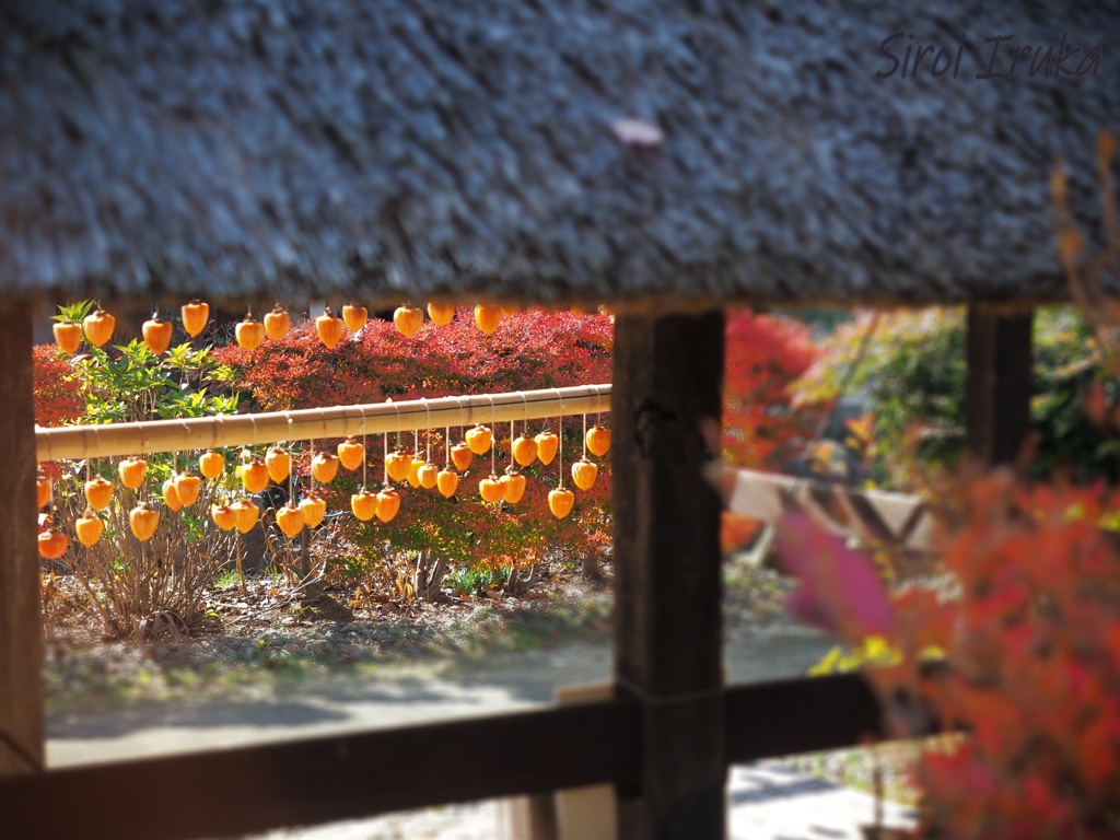 甲州の旅(ころ柿2)