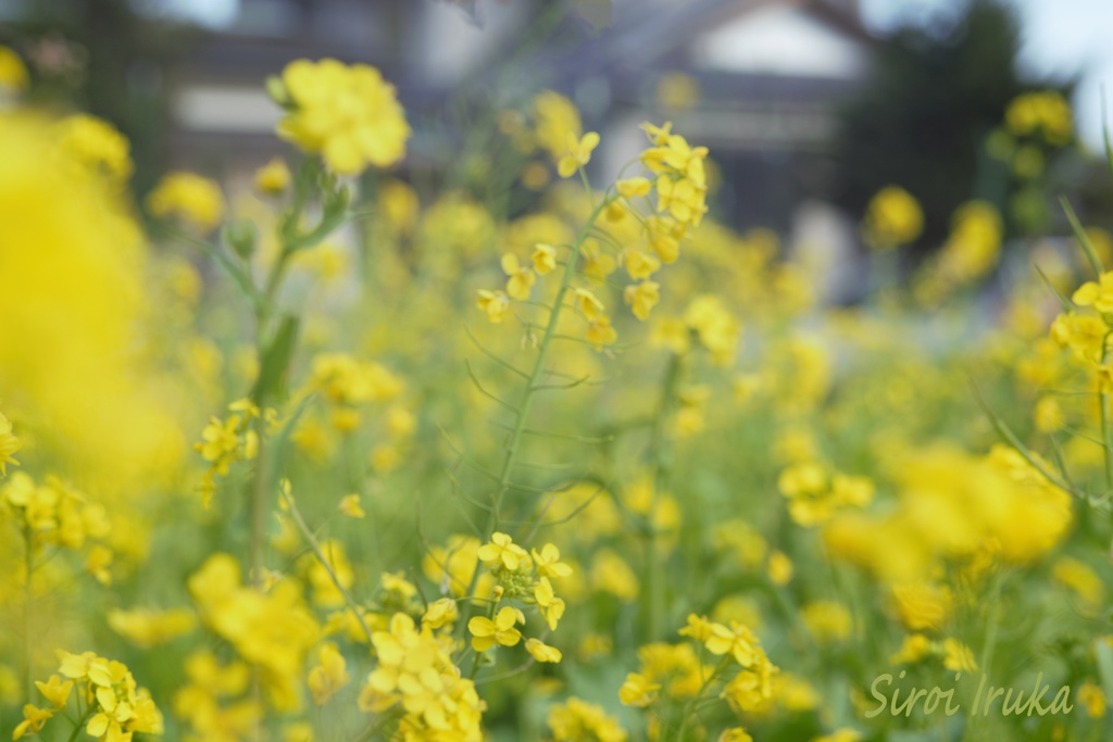 零れ落ちる菜の花