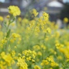 零れ落ちる菜の花