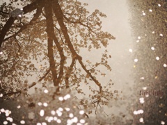水桜