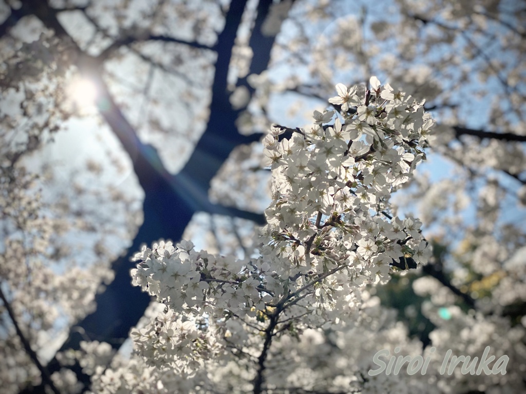 光と桜 3