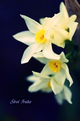 魅力のある花①
