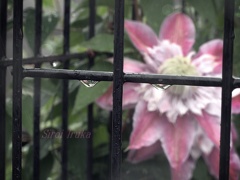 雨に濡れても