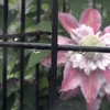雨に濡れても