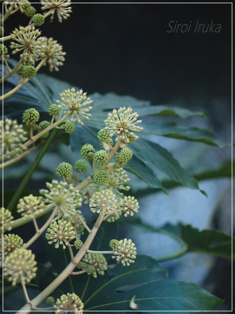 花火花