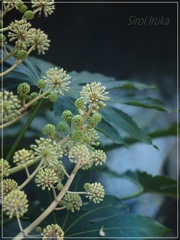 花火花