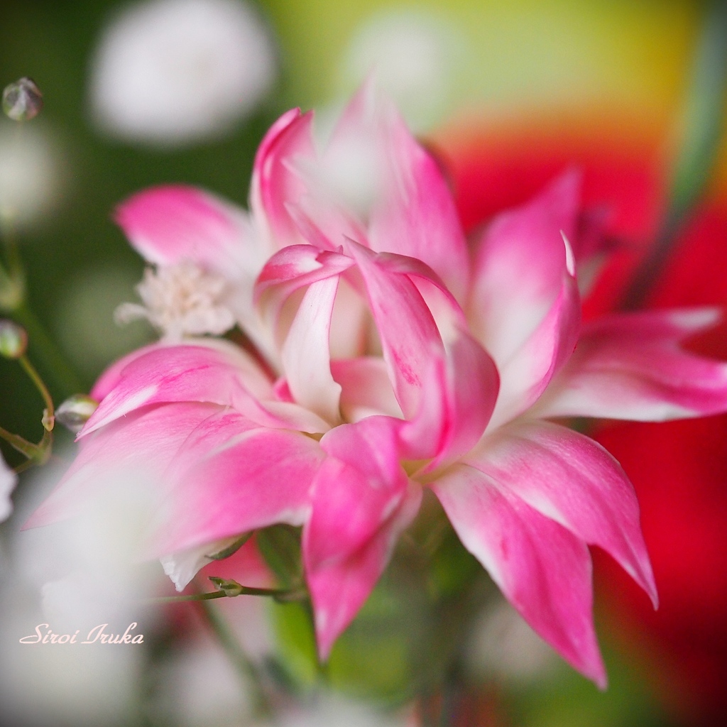 華やかに