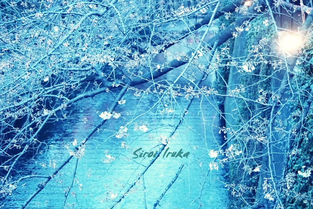桜　蒼い世界の美しさ