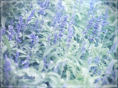 心の中の蒼い風