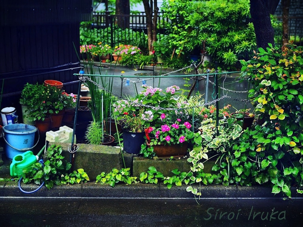 お花好き