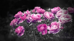 貴方だけの薔薇
