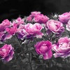 貴方だけの薔薇