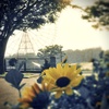 夏の臨海公園