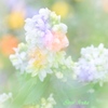 春を待つ君