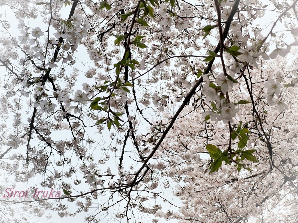 一輪々の花が美しい