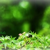 小雨