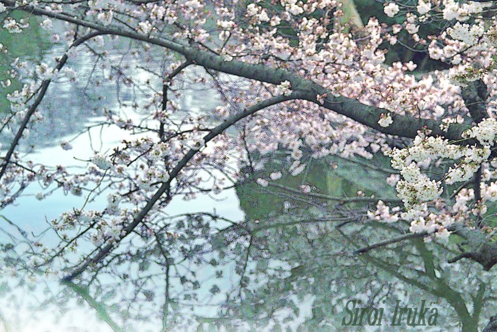 水面に映る桜花