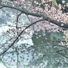 水面に映る桜花