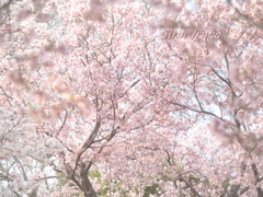 桜　サクラ　さくら