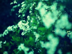 白雪姫の様に...｡oо○**○оo｡...｡
