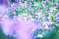 Beautiful purple
