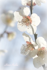 青空に輝く
