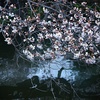 川面に映る桜