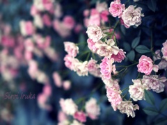 薔薇の髪飾り