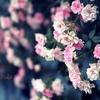 薔薇の髪飾り