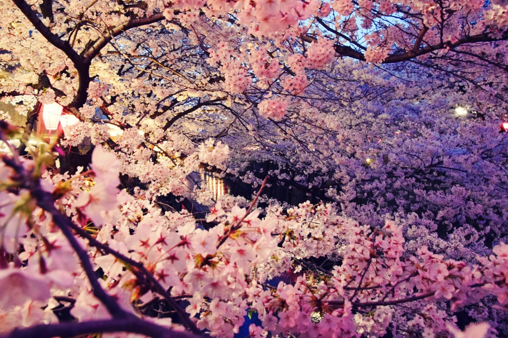 桜の舞い