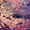 桜の舞い