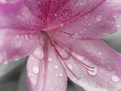 雨の贈り物