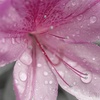 雨の贈り物