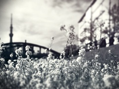 菜の花の咲くあの頃あの場所